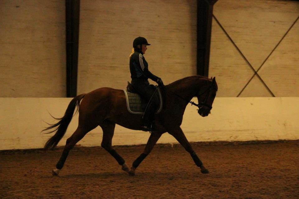 Dansk Varmblod Fjællebroens Excalibur billede 8