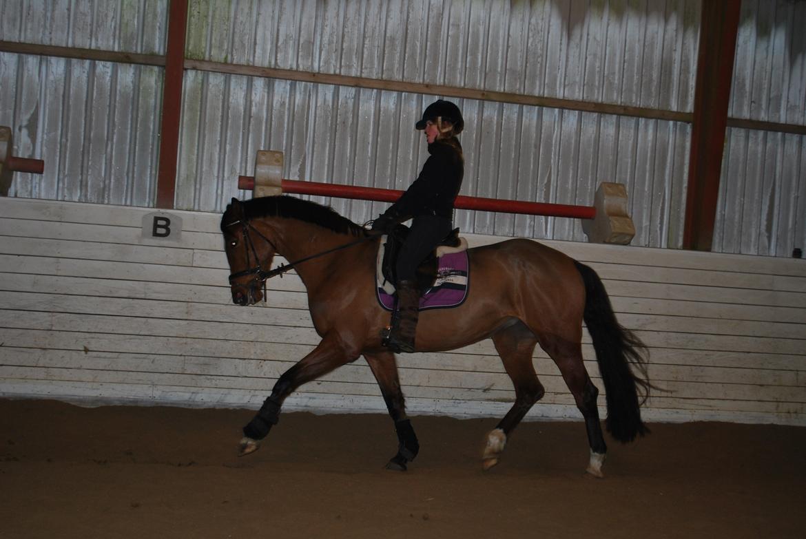 Dansk Varmblod Cherie HS billede 6