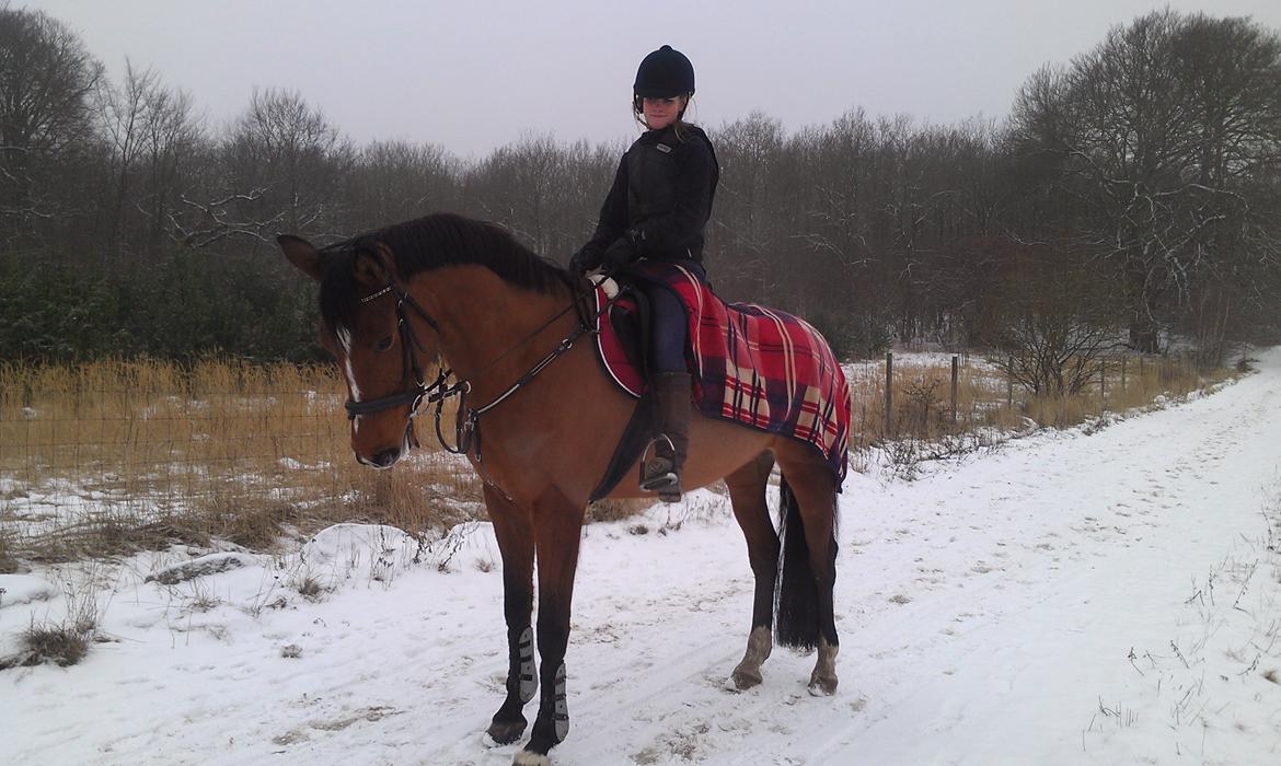 Dansk Varmblod Cherie HS billede 7