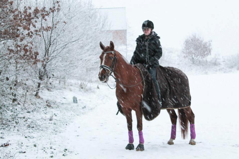 Anden særlig race Cissero - Sneeeee billede 4