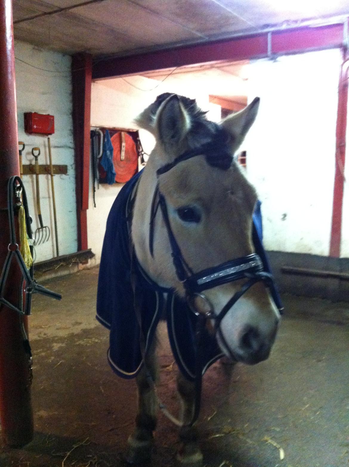 Fjordhest Hellebert`s Musse "solgt" - på vej over for at træne.. :) billede 1