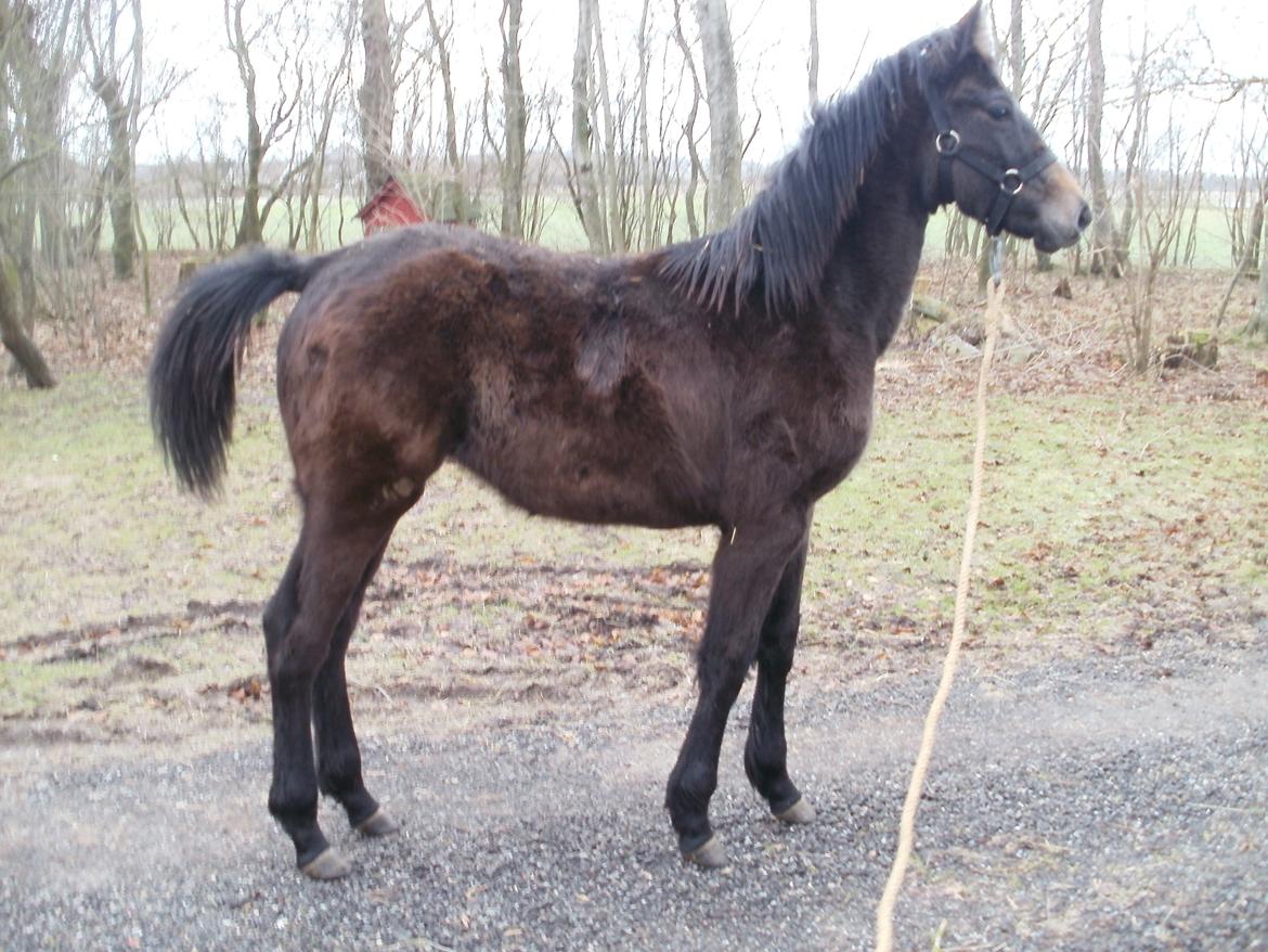 Dansk Varmblod Amirah - 2. februar 2013 billede 10