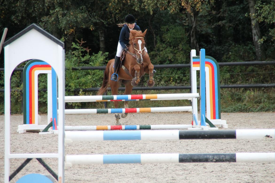 Fransk Varmblod Pickpocket - stævne på Ballerup her ses vi en LD (90cm) <3 billede 16