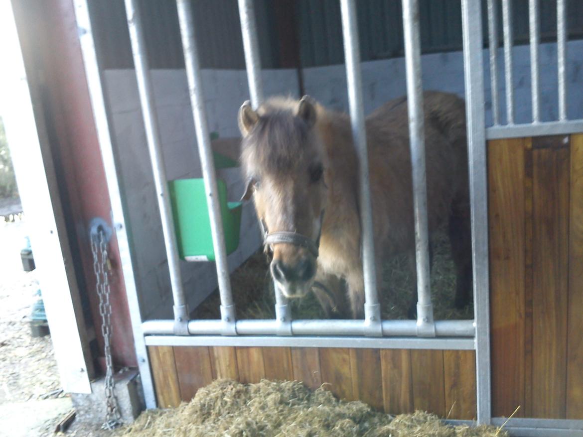 Anden særlig race Blinka<3 - Blinka i sin nye boks <3 :* billede 9