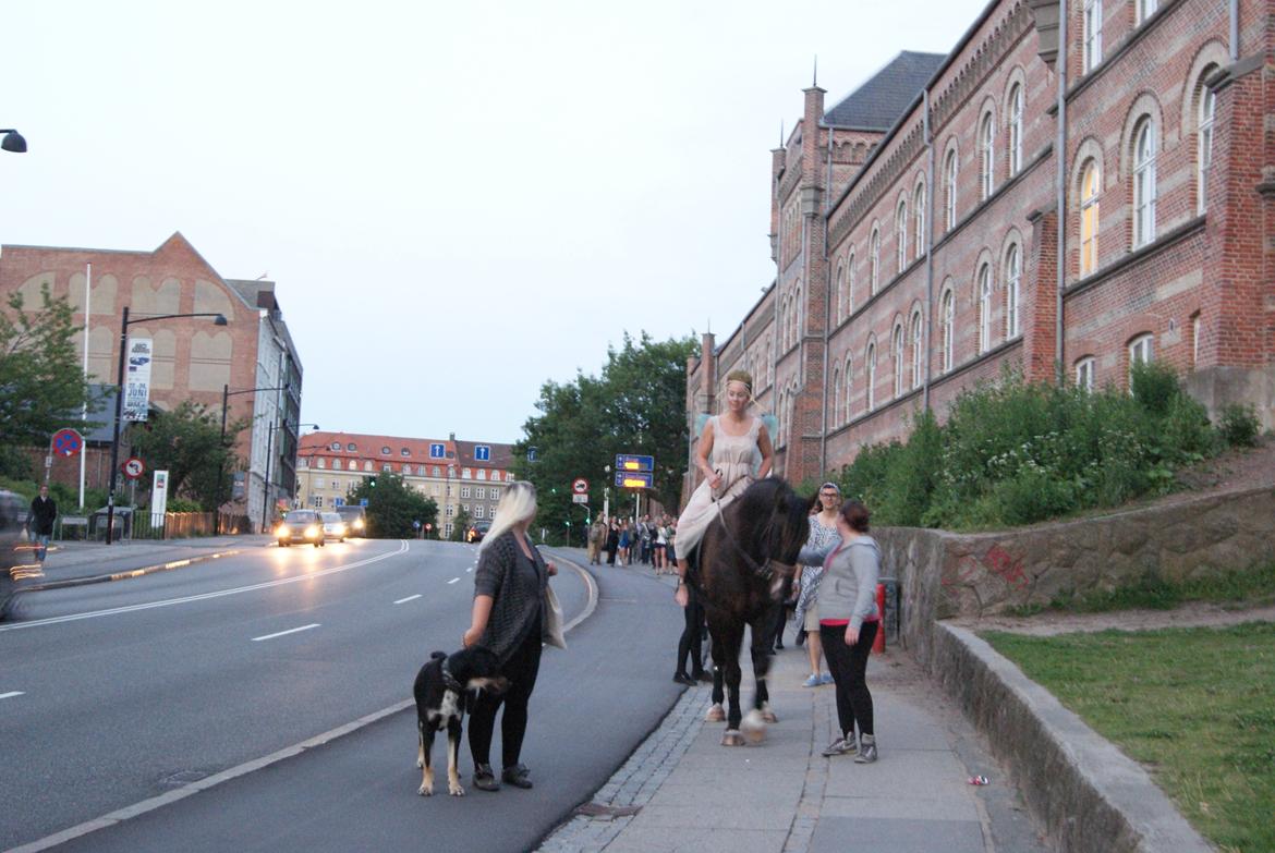 Koldblodstraver Don Diablo - Diablo i århus midtby fredag aften kl 22. Udlånt til et event kaos piloterne lavede billede 20