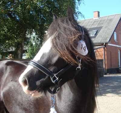 Irish Cob Kenzo's Disney / Prinsessen <3 - Disney til ung-skue billede 1