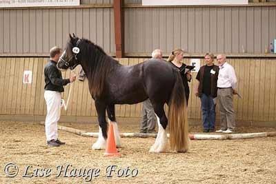 Irish Cob Kenzo's Disney / Prinsessen <3 - Disney til ung-skue billede 2