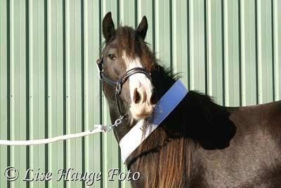 Irish Cob Kenzo's Disney / Prinsessen <3 - Disney til ung-skue billede 4