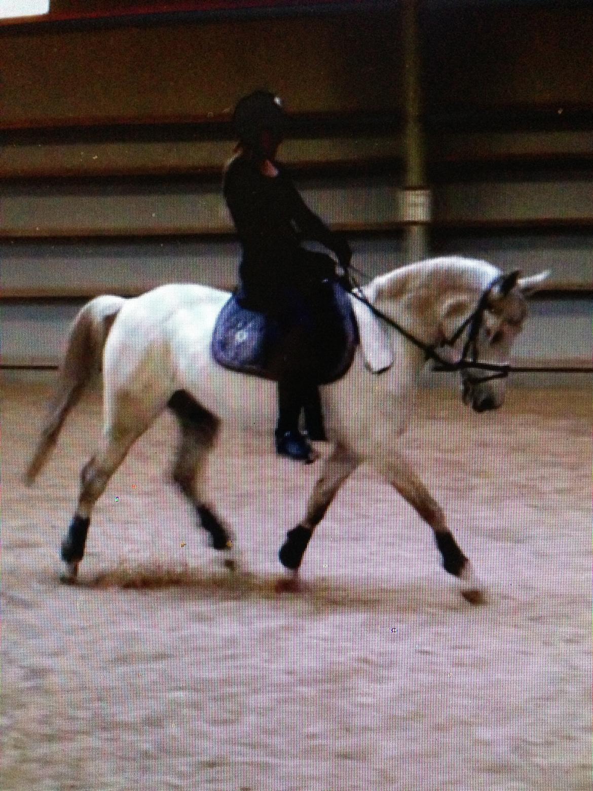 Anden særlig race Dundee<3 - efter 20 dages ferie<3 billede 7