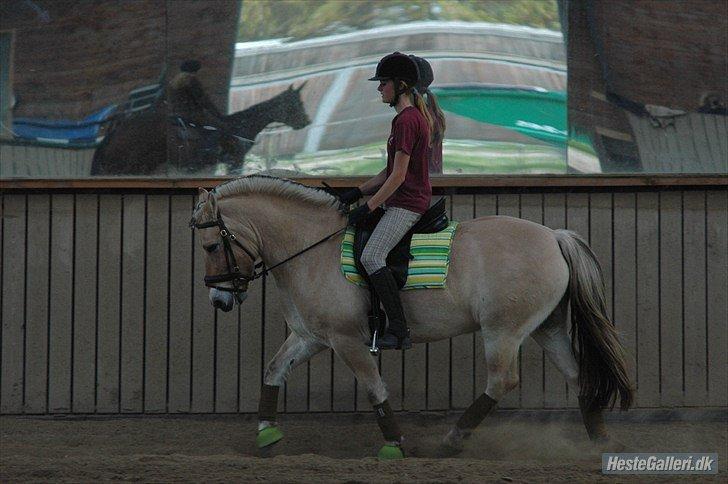 Fjordhest Aslaug *STJERNE* - Dressurundervisning OKTOBER 2011 *Foto: Ida* billede 7