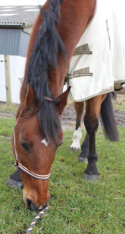 Anden særlig race sputnik - R.I.P min prins <3 vores sidste træktur sammen billede 4