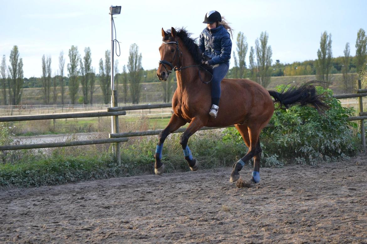 Anden særlig race Cash *Soulmate* *Himmelhest* - Velkommen til Cash profil. Byd ham gerne velkommen. Og afgiv gerne en bedømmelse :) billede 1