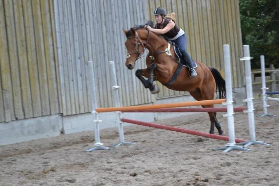 Anden særlig race Cash *Soulmate* *Himmelhest* - Min Spring stjerne<3  billede 2
