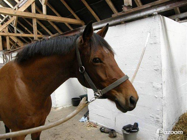 Anden særlig race Madsen (Yasser) billede 19