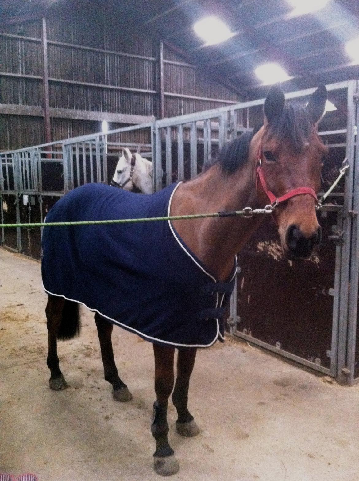 Anden særlig race Madsen (Yasser) - Bassen efter en skøn ridetur! :-)  billede 20