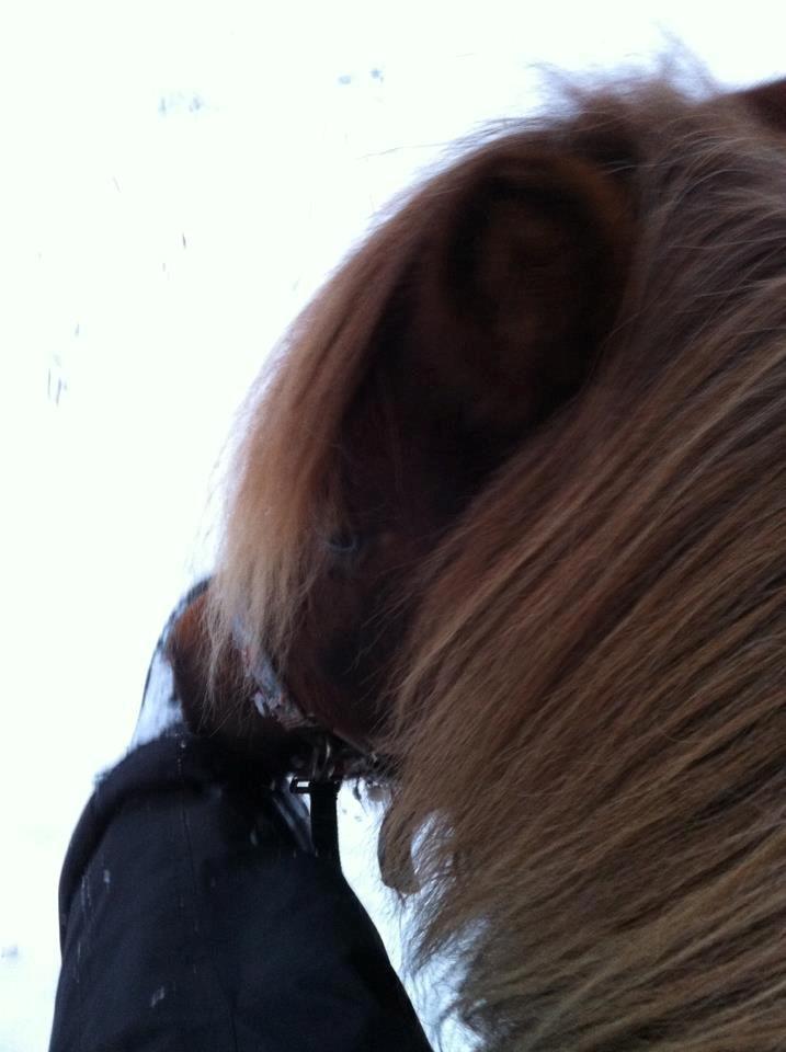 Shetlænder Maja:-*<3 - Ude at ride:-) billede 1