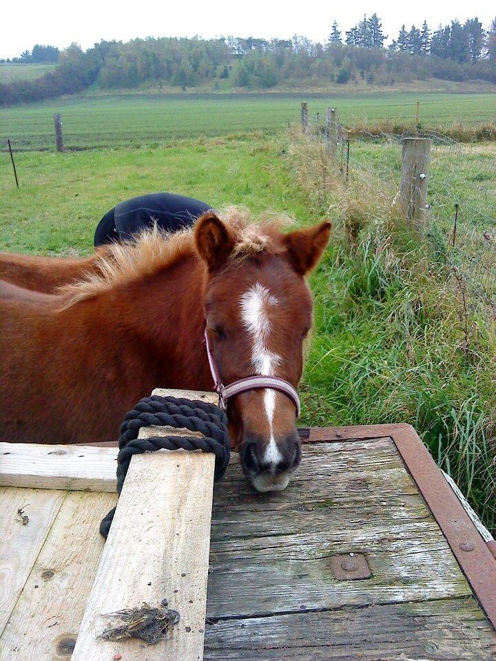 Shetlænder Maja:-*<3 - Søde.<3 billede 3