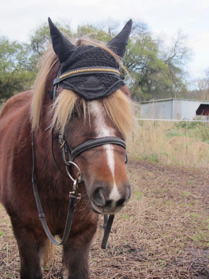 Shetlænder Maja:-*<3 - Elsker det her skønne billede med en skøn pony.<3 billede 4