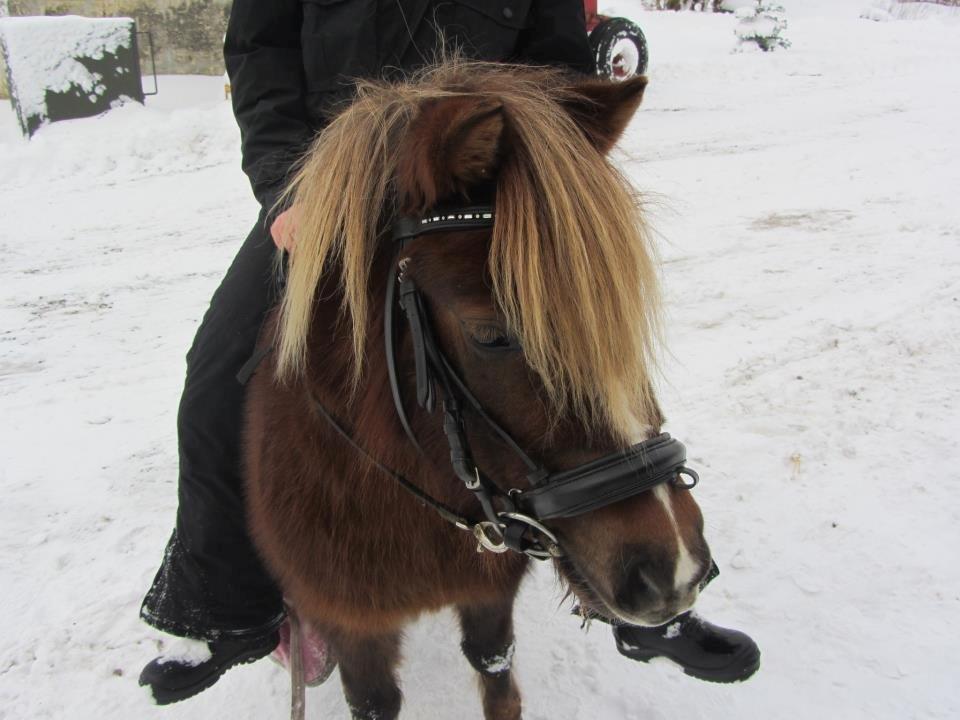 Shetlænder Maja:-*<3 - På tur;-D billede 5