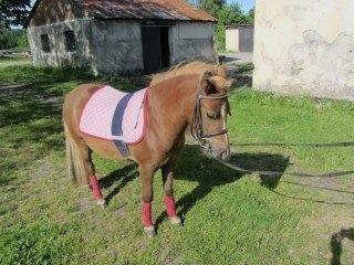 Shetlænder Maja:-*<3 - Sikke fint du står ven!<3 billede 6