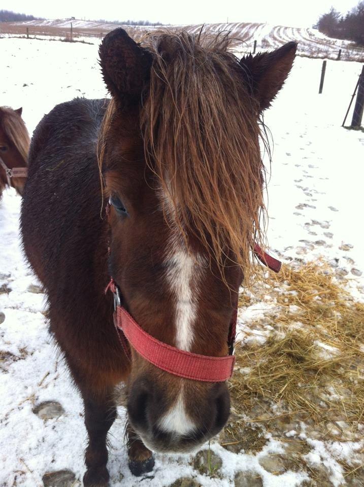 Shetlænder Maja:-*<3 - Hej, Maja<3 billede 8