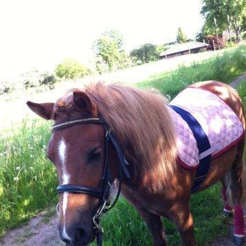Shetlænder Maja:-*<3 - Fine<3 billede 9