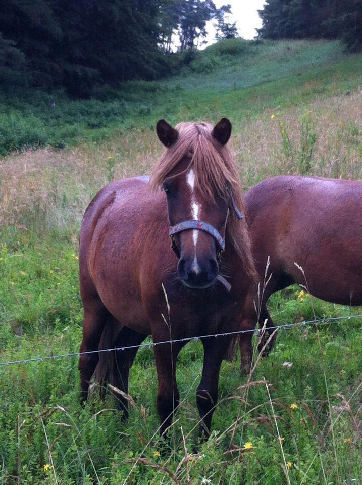 Shetlænder Maja:-*<3 - Smiiiil!<3 billede 10