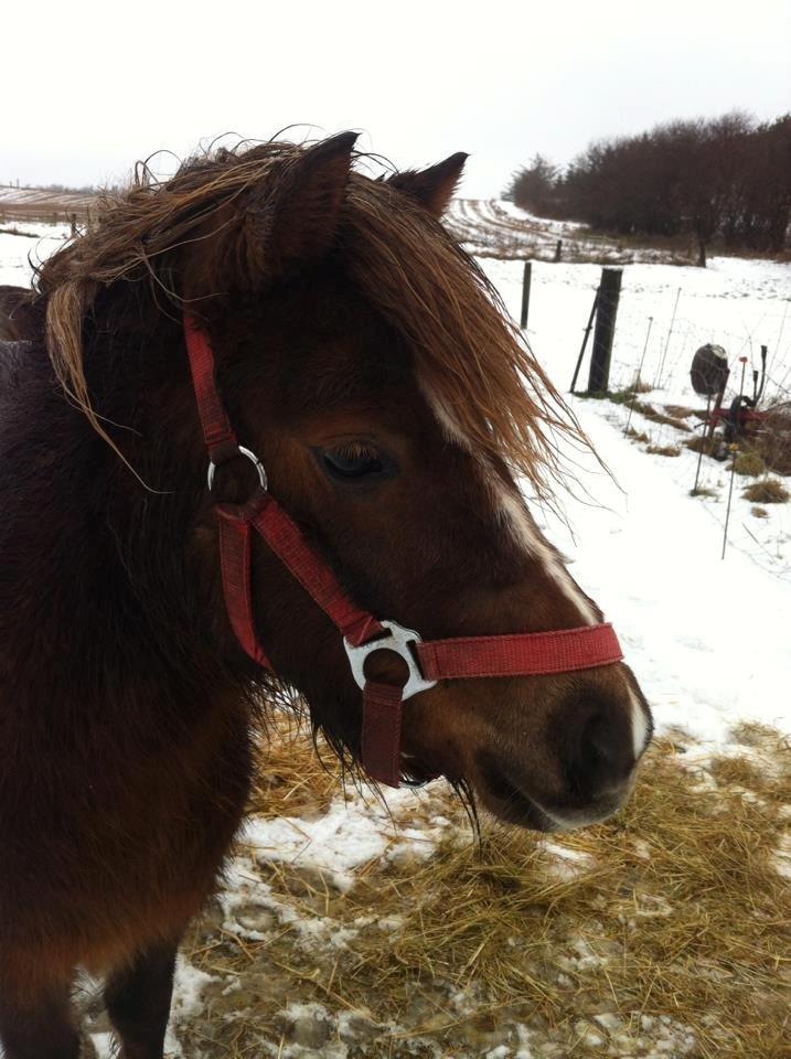 Shetlænder Maja:-*<3 - Mülle<3 billede 11