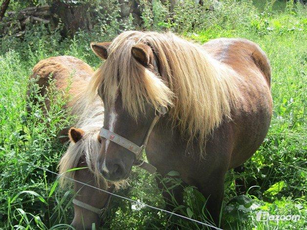 Shetlænder Maja:-*<3 - Smukke<3 billede 13