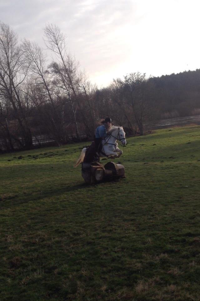 Hollandsk Sportspony Greyhound "pony" billede 10