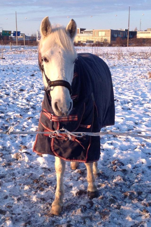 Hollandsk Sportspony Greyhound "pony" billede 7