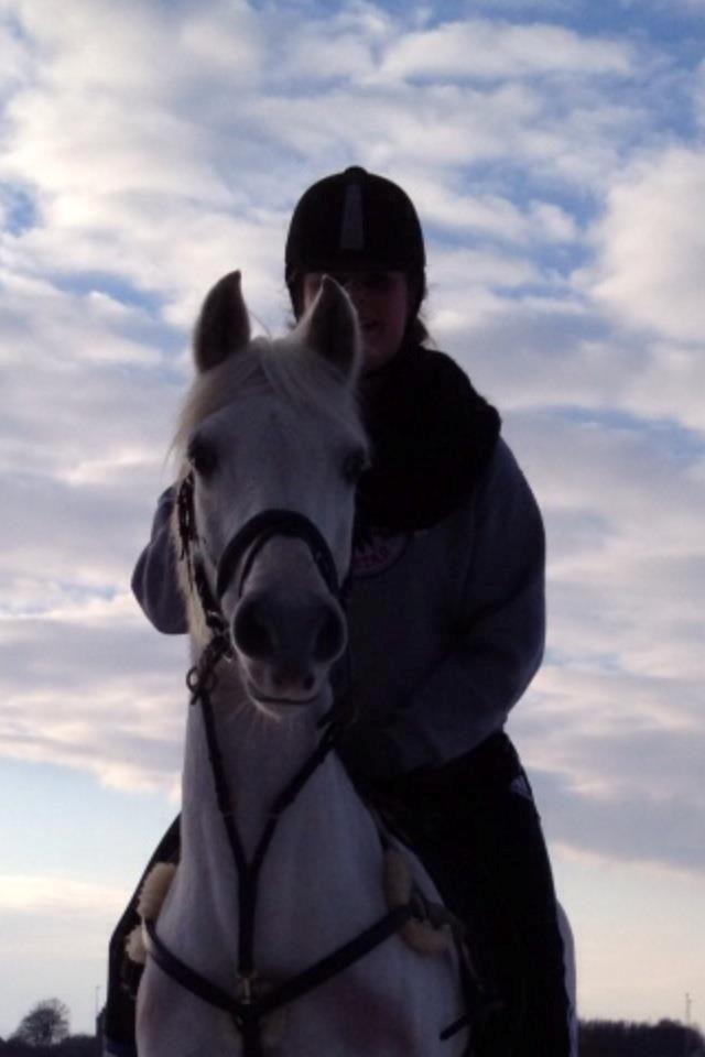 Hollandsk Sportspony Greyhound "pony" billede 3