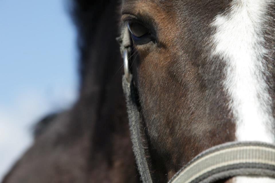 New Forest Equile's Maurita - Min soulmate <3 billede 17