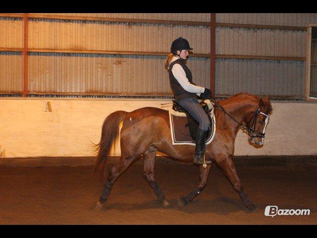 Hollandsk Sportspony Broderigårdens Nando (Gucci Nans) billede 40