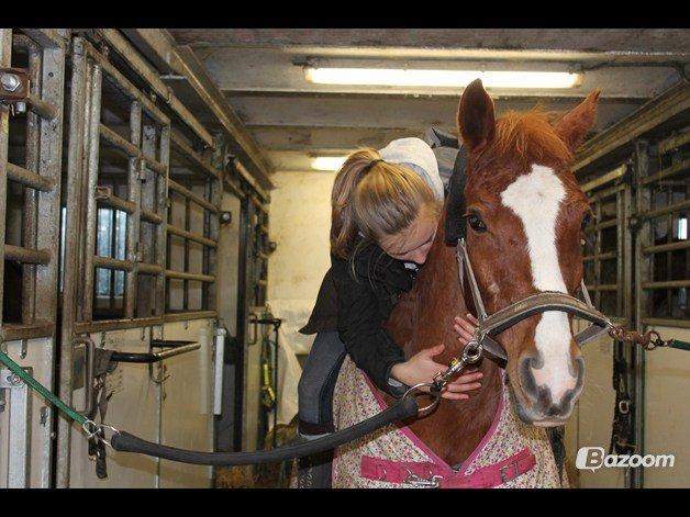 Hollandsk Sportspony Broderigårdens Nando (Gucci Nans) - <3 billede 41