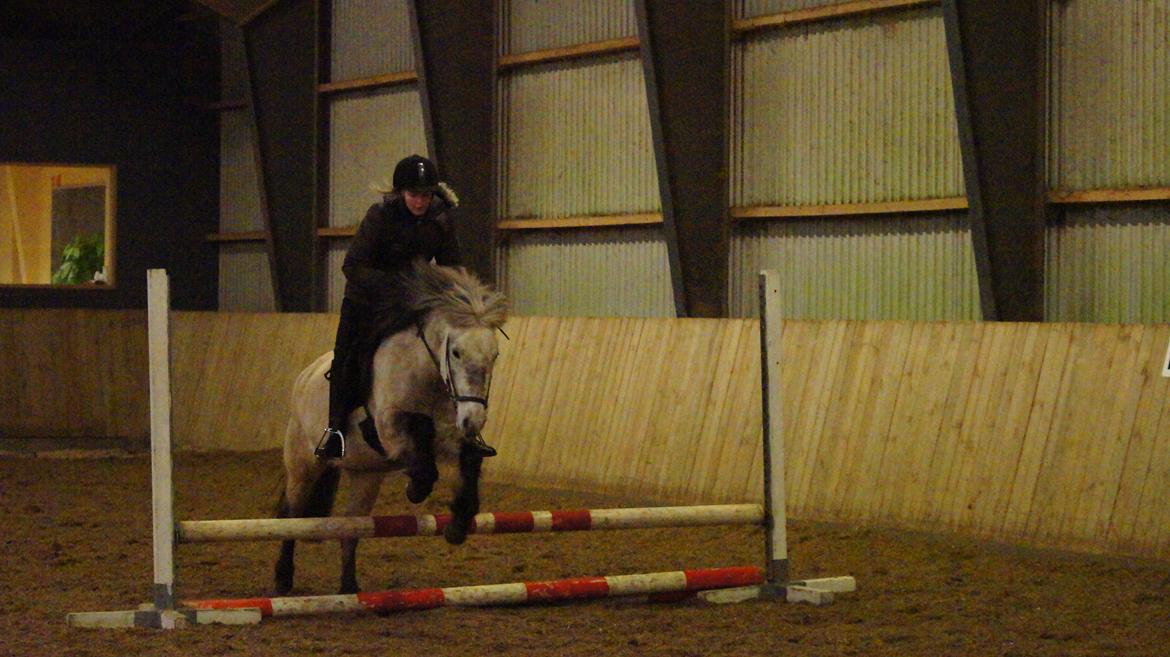 Islænder Disa fra Fruerlund - Nanna springer på Disa:p
Synes nu de klare det rimelig godt begge to!:D
 Vinter 2013Billede: Mig billede 32