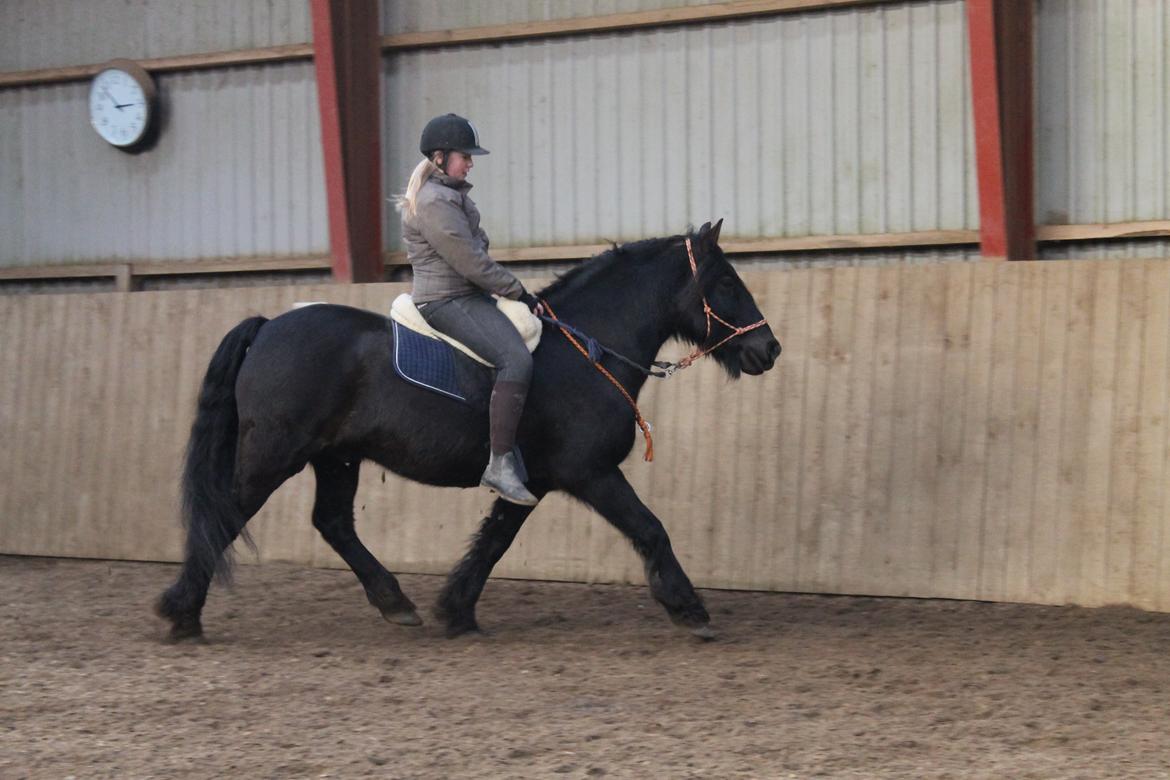 Anden særlig race Pédro billede 2