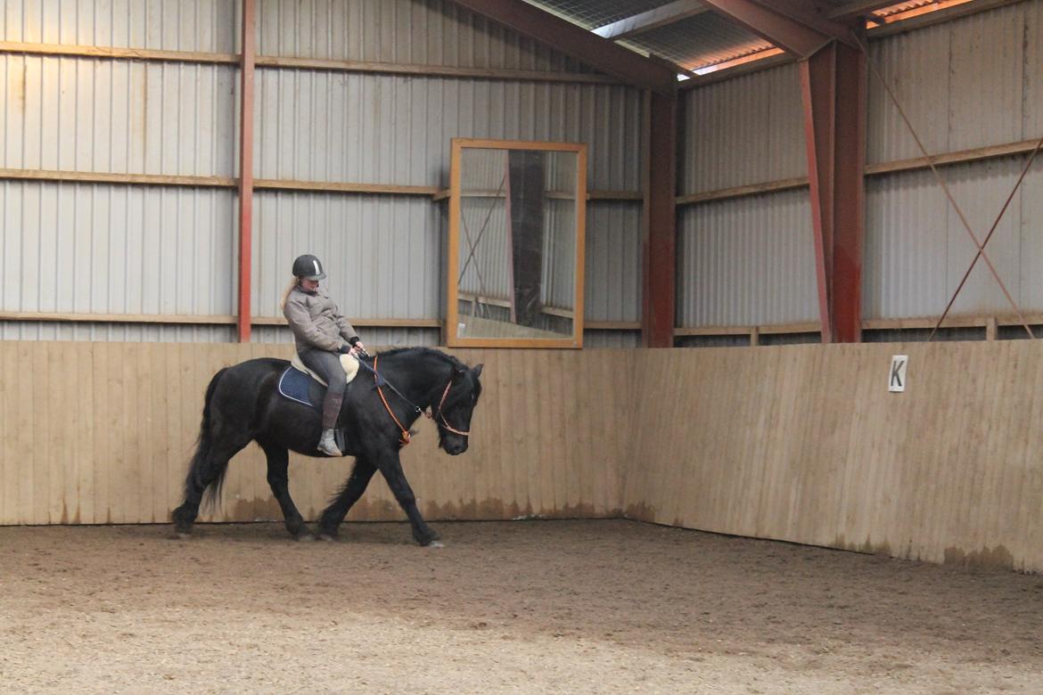 Anden særlig race Pédro billede 5