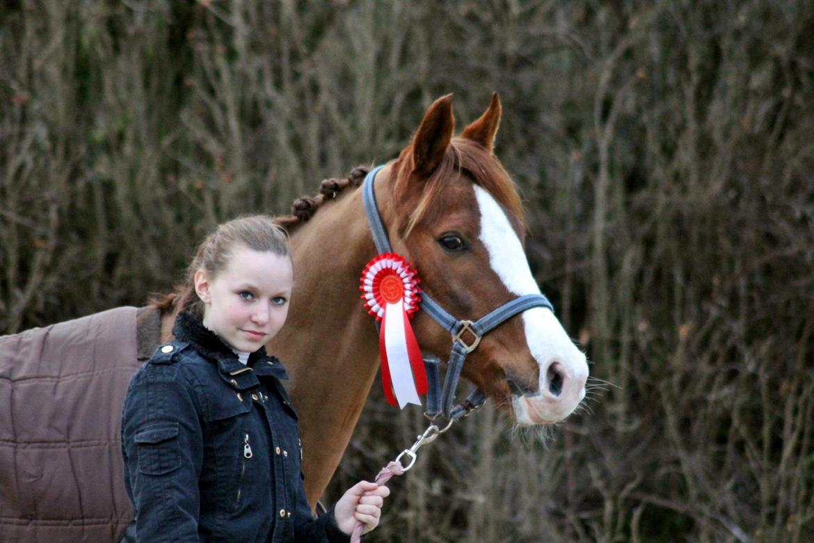 Arabisk fuldblod (OX) Wiana-Step - Vores første førsteplads i LA1-69,31%<3
FOTO: BAUN PHOTO billede 2