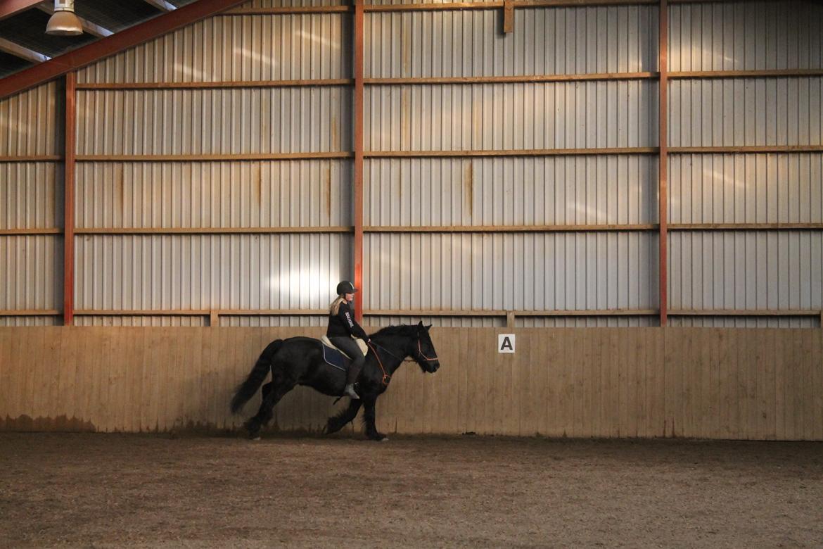 Anden særlig race Pédro billede 9