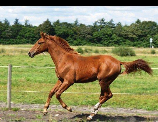 Anden særlig race Rocky - Babyhesten, 1 år! (11.07.12 - Tidligere ejer) billede 3