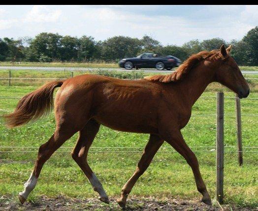 Anden særlig race Rocky - (11.07.12 - Tidligere ejer) billede 5