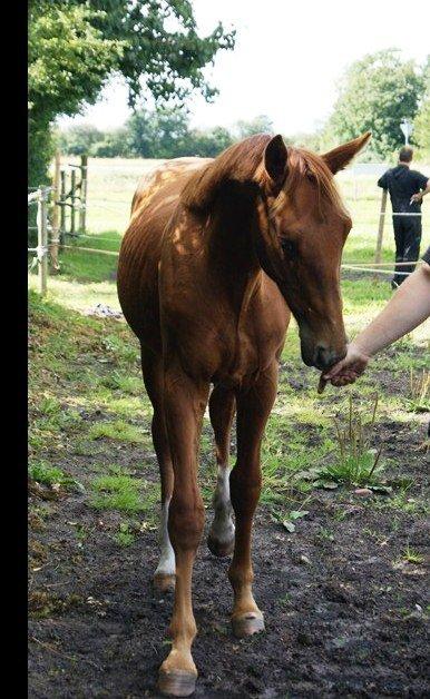 Anden særlig race Rocky - Lille møffe (11.07.12 - Tidligere ejer) billede 11