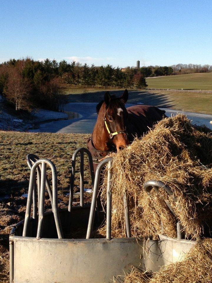 Dansk Varmblod Grankærs Come On ''PRINSESSEN''<3 - Min søde prinsesse hest, vinteren 2013 <3 billede 18