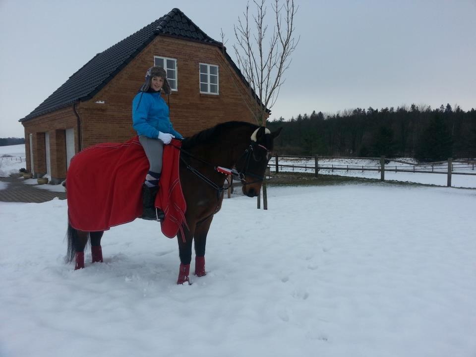 Dansk Varmblod Grankærs Come On ''PRINSESSEN''<3 - Min jule hyp, julen 2012 <3 billede 8