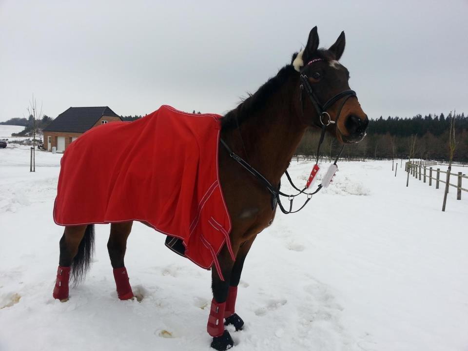 Dansk Varmblod Grankærs Come On ''PRINSESSEN''<3 - Jule grisen, julen 2012;* <3 billede 19