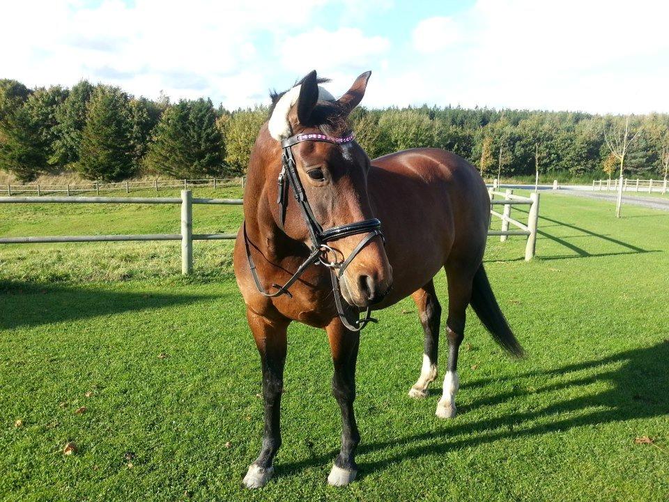 Dansk Varmblod Grankærs Come On ''PRINSESSEN''<3 - Model hesten <3 billede 20