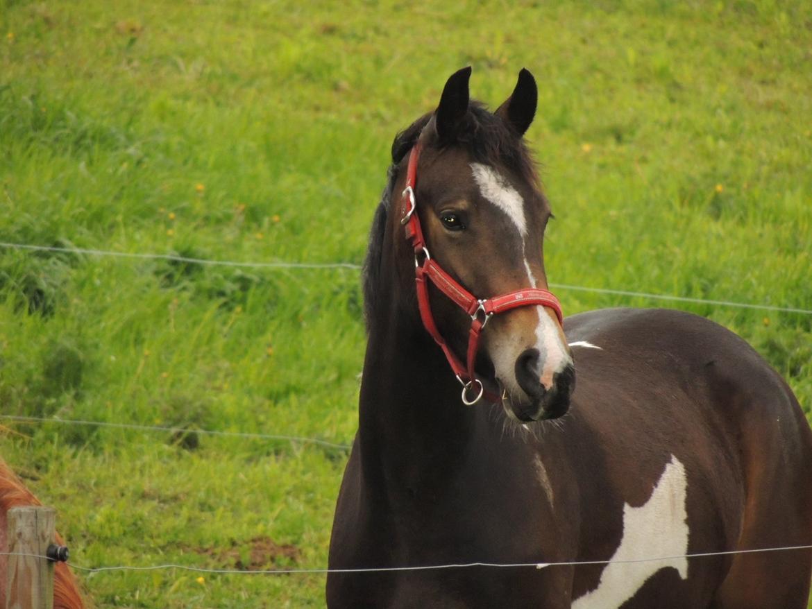 Barockpinto Valencia - Valle <3 - SOLGT billede 7