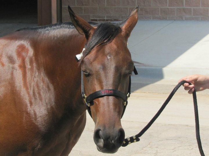 Quarter Reminic so Tari billede 3