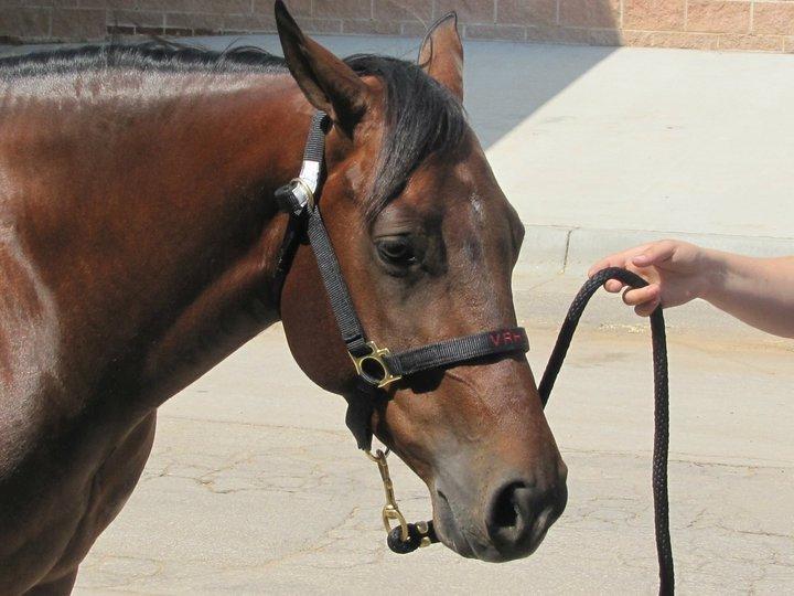 Quarter Reminic so Tari billede 4